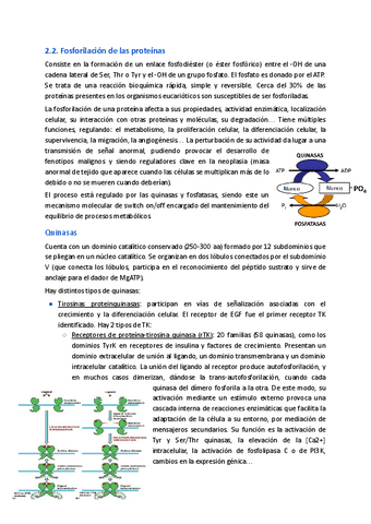 2.2.-Fosforilacion-de-las-proteinas.pdf