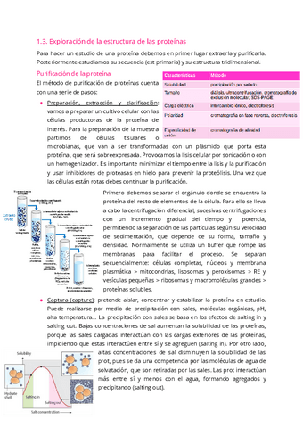 1.3.-Exploracion-de-la-estrcutura-de-las-proteinas.pdf