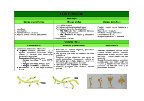 Hongos-parasitos-y-virus.pdf