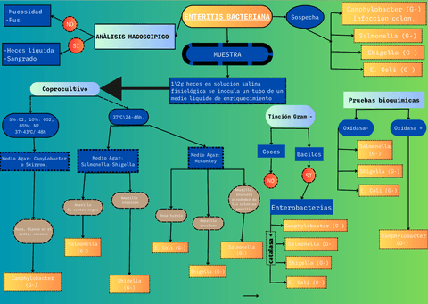 Algoritmo ENTERITIS BACTERIANA.png