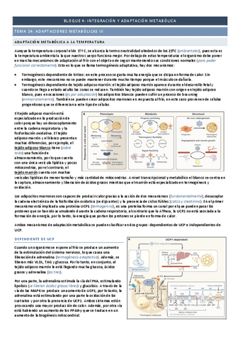 Tema-14-adaptaciones-metabolicas-III.pdf