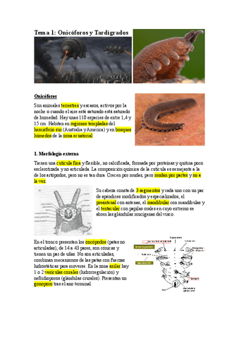 T1.-ONICOFOTOS-Y-TARDIGRADOS.pdf