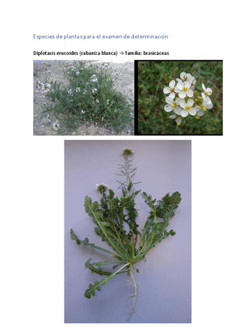 examen-de-determinacion.pdf