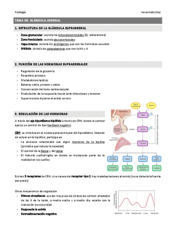 TEMA 37 - Glándula adrenal.pdf
