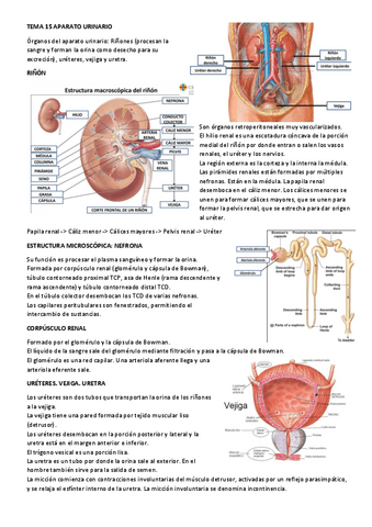 Fisiopatologia-tema-15.pdf