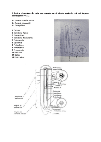 Examen-2-cuatri-botanica.pdf