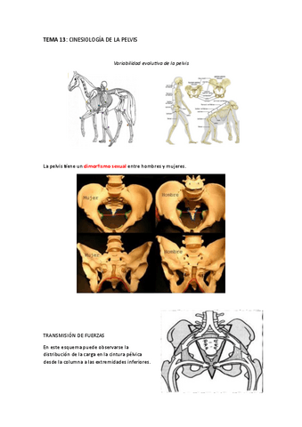 CINESIOLOGIA-DE-LA-PELVIS-Y-LA-MARCHA.pdf