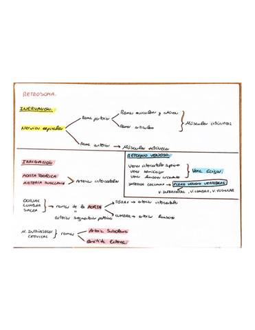 Anatomia-Humana-Esquemas-Primer-Parcial.pdf