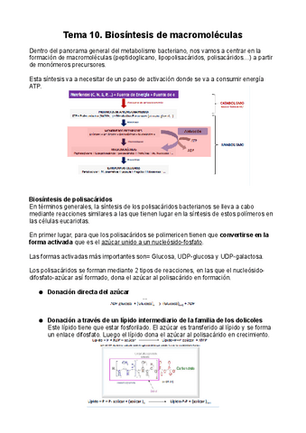 T10-Biosintesis-de-macromoleculas-pdf.pdf