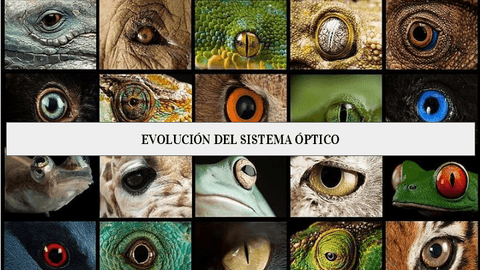 Evolucion-del-sistema-optico.pdf