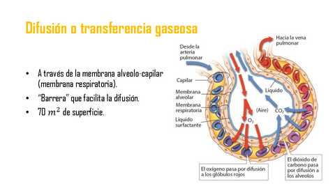 Fisiologia-respiratoria.pdf