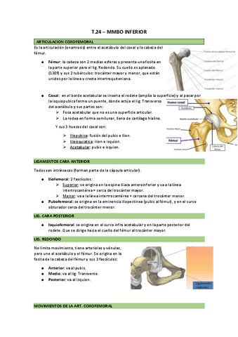 anatomia-2ndo.pdf