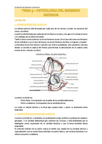 Apuntes-T5-Osteologia-MMII-Anatomia-del-Aparato-Locomotor.pdf
