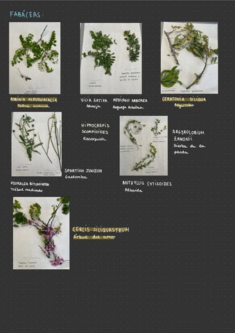 Examen-determinacion.pdf