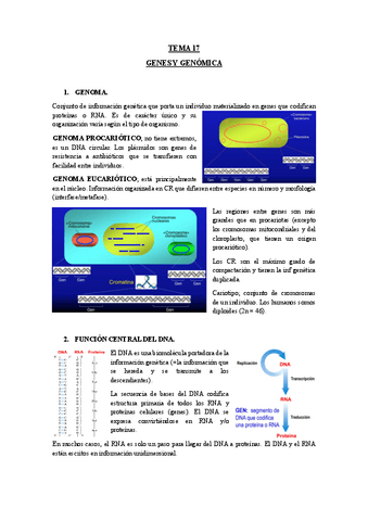 TEMA-17-GENES-Y-GENOMICA.pdf