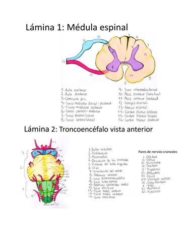 Portafolio-de-Neuroanatomia-II.pdf
