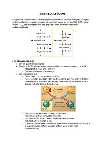 TEMA-2-LOS-GLUCIDOS.pdf