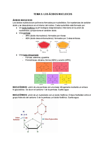 TEMA-5-LOS-ACIDOS-NUCLEICOS.pdf