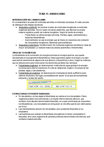 TEMA-11-ANABOLISMO.pdf