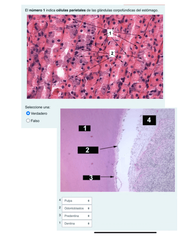Practica-Sistema-Digestivo.pdf