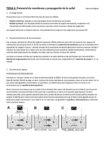 Tema-4-bases.pdf