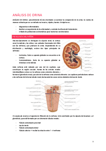Teoría-Hematología.pdf