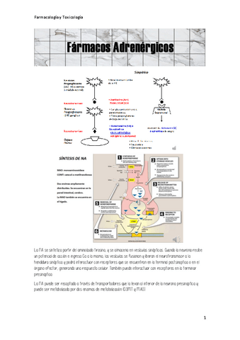 Farmacos-adrenergicos-APUNTE.pdf