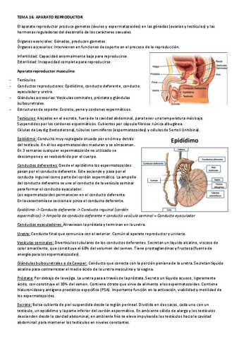 Fisiopatologia-tema-16.pdf