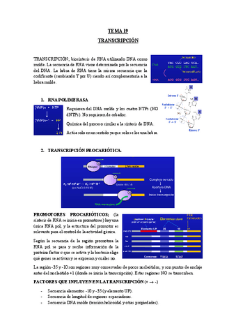 TEMA-19-TRANSCRIPCION.pdf