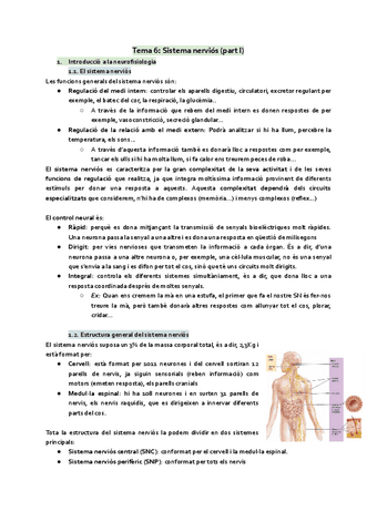 Tema 6. Sistema nerviós part 1.pdf