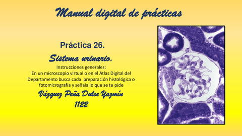 PRACTICA-26.-SISTEMA-URINARIO.pdf