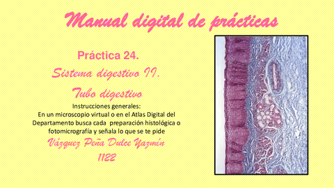 PRACTICA-24.SISTEMA-DIGESTIVO-II.pdf