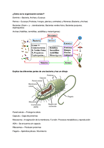 Tema-2-Bacterias.pdf
