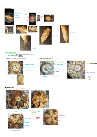 PRACTICAS-DE-ZOO-II.pdf