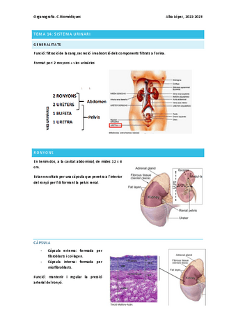 Tema-14-sistema-urinari.pdf