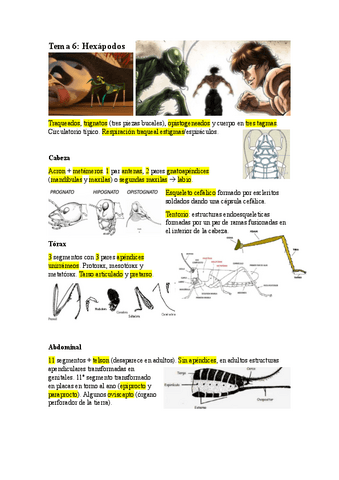 T6.-HEXAPODOS.pdf