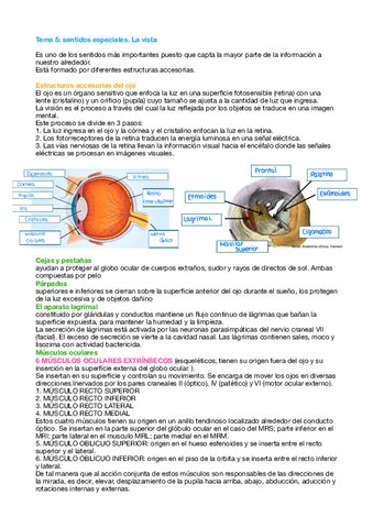 Tema-5-Fisio.pdf