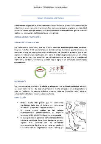 TEMA-5-FORMAS-DE-ADAPTACION.pdf