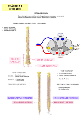 PRACTICAS-NEURO-EXAMEN.pdf