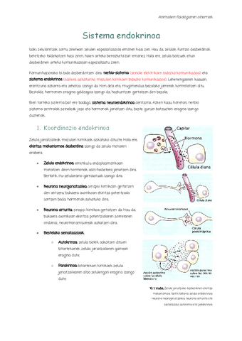 10.-Sistema-endokrinoa.pdf