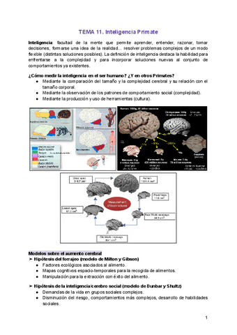 TEMA-11.-Inteligencia-Primate.pdf