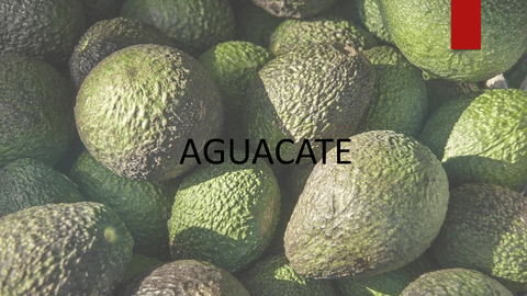 AGUACATE.pdf