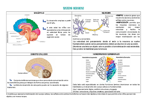 sistema-nervioso.pdf