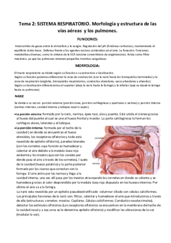 TEMA 2 Sistema espiratorio.pdf