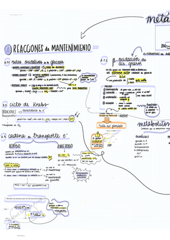 METABOLISMO-BACTERIANO.pdf