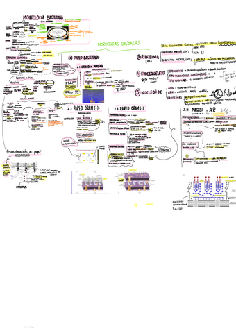 MORFOLOGIA-BACTERIANA.pdf