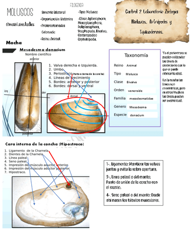 2da-gymcana-Moluscos-Artropodos-y-Equinodermos.pdf