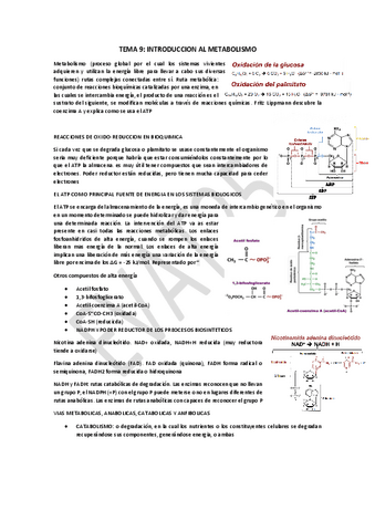 Tema Introduccion Al Metabolismo Pdf