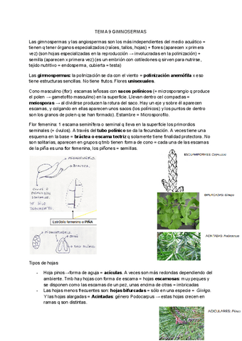 Tema-9-Gimnospermas.pdf