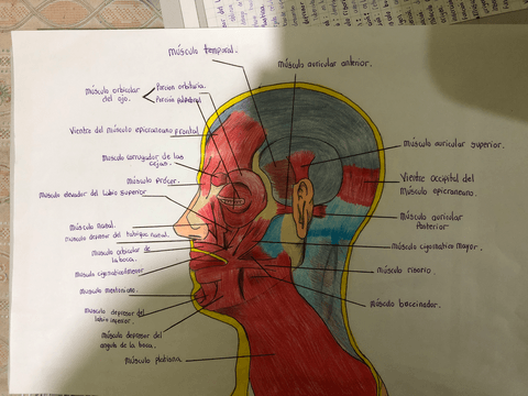 musculos-de-la-cara.pdf